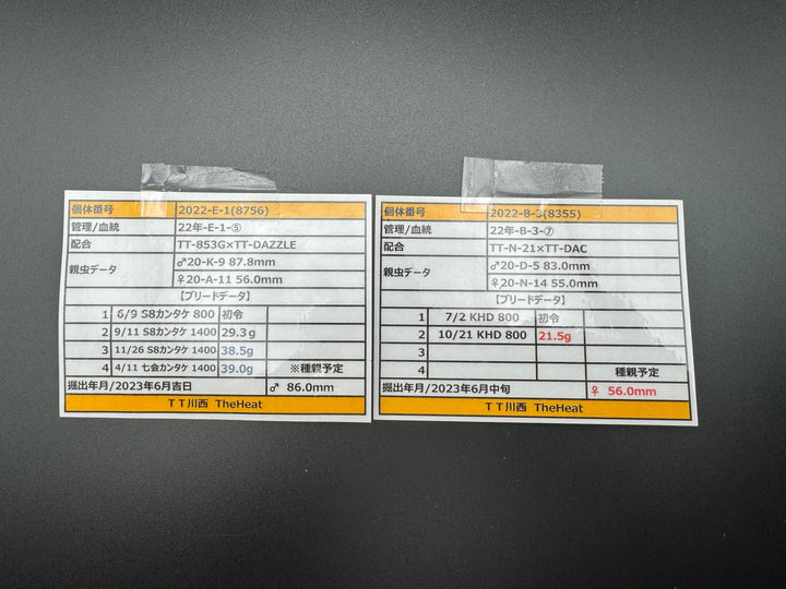 《オオクワガタ TT川西血統 86mm B品ペア》ヒート氏ブリード個体