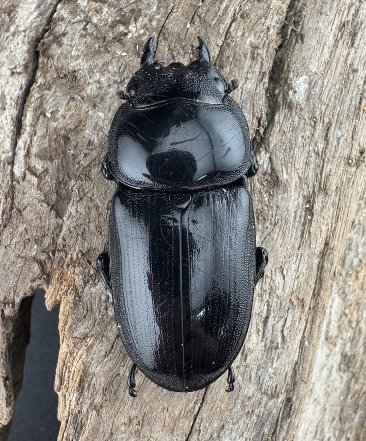 【WD】《グランディスオオクワ原名亜種 70mm A'品ペア》