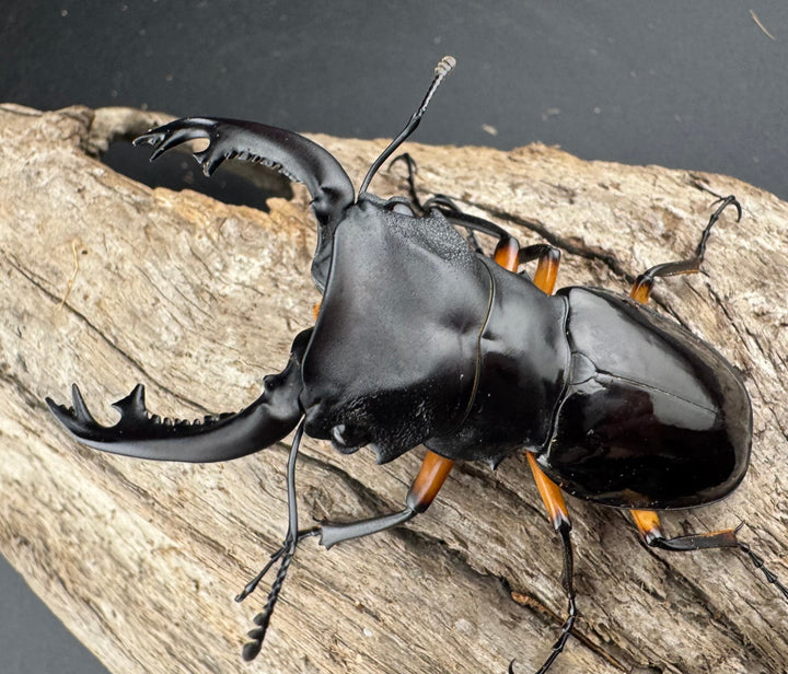 【WD】《インペリアリスツヤ亜種komorii バタラザ産 65mm ペア》