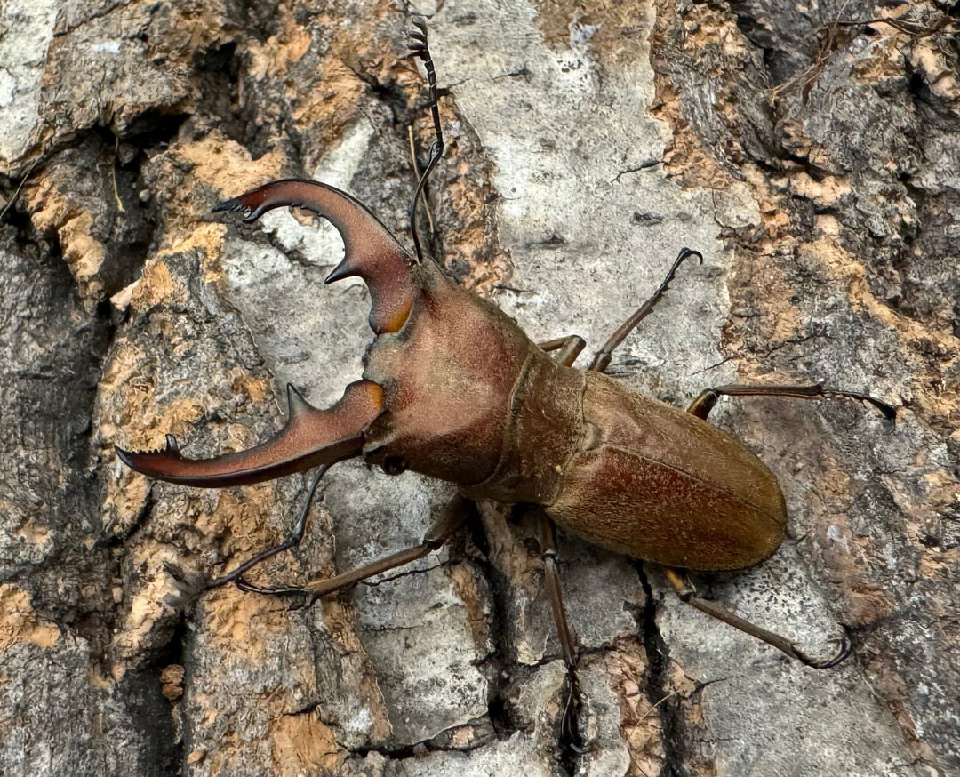 【WD】《スズムラホソアカ ロハス産 40.8mm ペア》