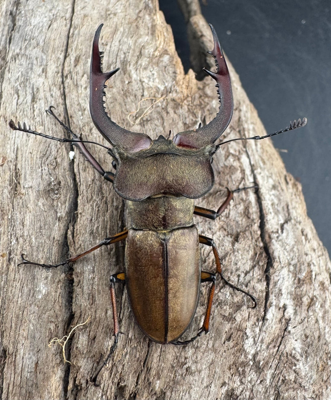 【WD】《フォルモサスミヤマクワガタ 50mm ペア》