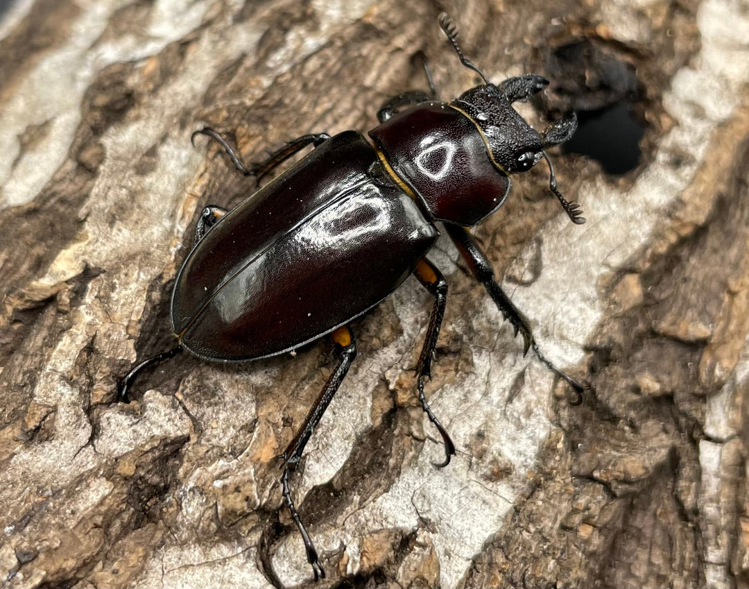 【WD】《ジュシャンミヤマ 41mm ペア》