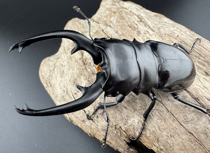 【WD】《インターメディアツヤクワガタ パラワン産 92mm ペア》