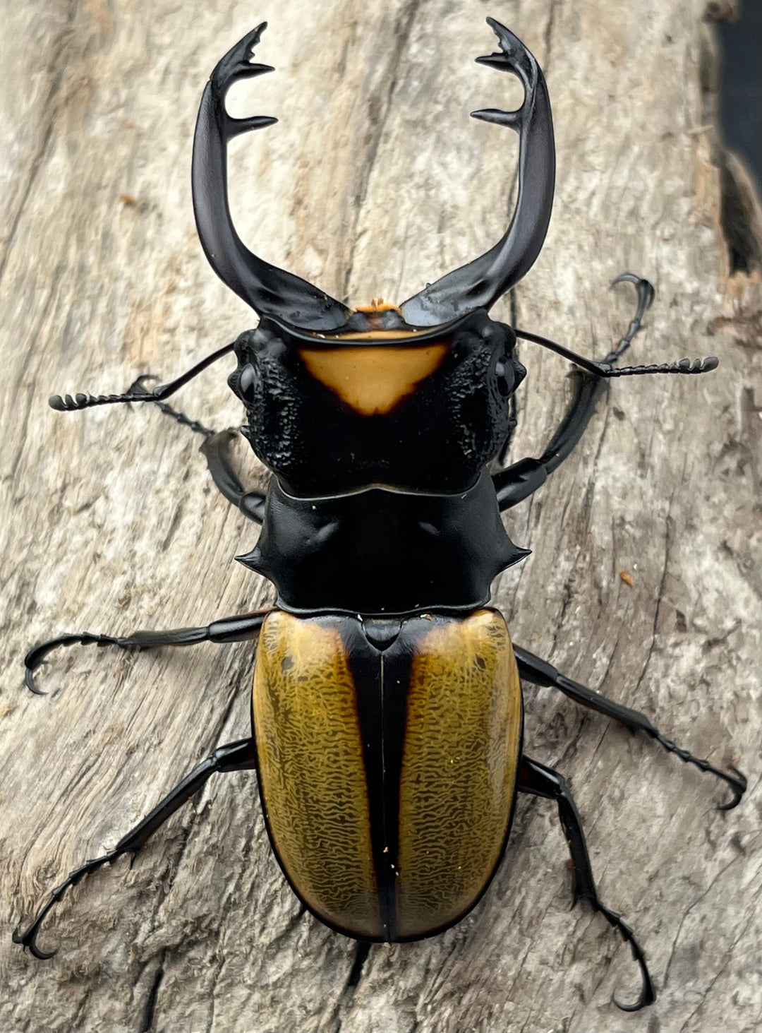 【WD】《ラコダールツヤクワガタ アチェ産 75.5mm ペア》