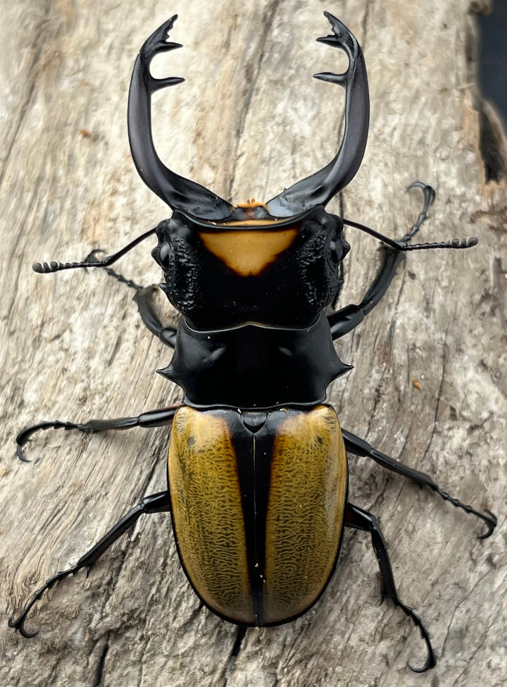 【WD】《ラコダールツヤクワガタ アチェ産 75.5mm ペア》