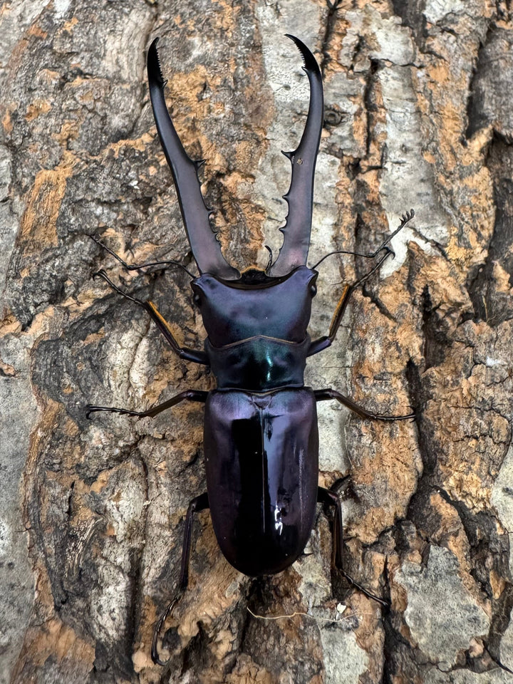 【美麗】《メタリフェルホソアカ 73mm ペア》わたくわ氏ブリード個体