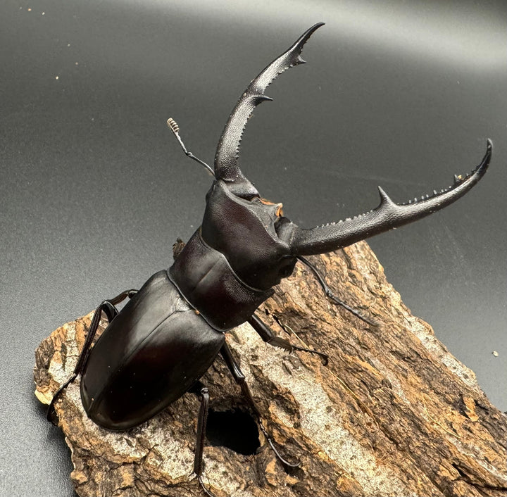 【WD】《マンディブラリスフタマタ 82.5mm ペア》