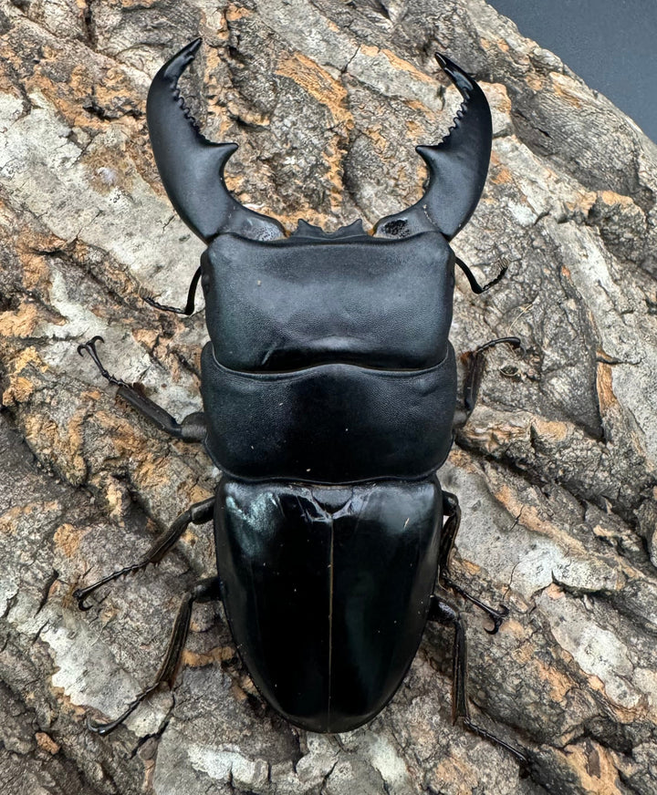 《スマトラオオヒラタ 97mm ペア》