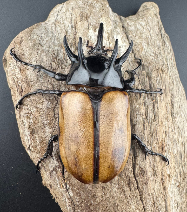 【WD】《ゴホンツノカブト原名亜種 ラオス産 76mm ペア》