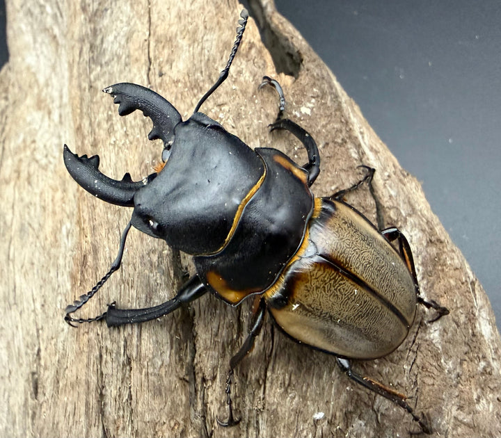 【WD】《ゾンメルツヤクワガタ ボルネオ産 59.5mm ペア》