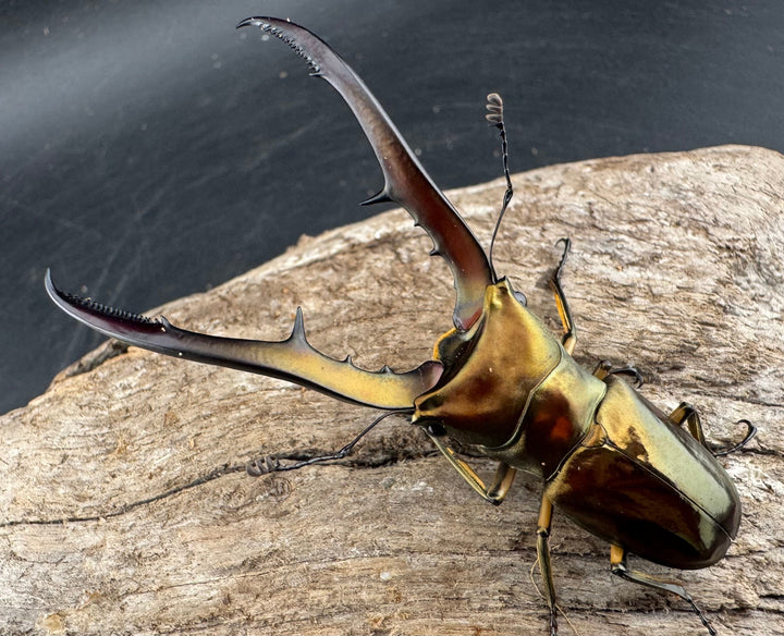 《メタリフェルホソアカ亜種サンギレンシス 70.5mm ペア》