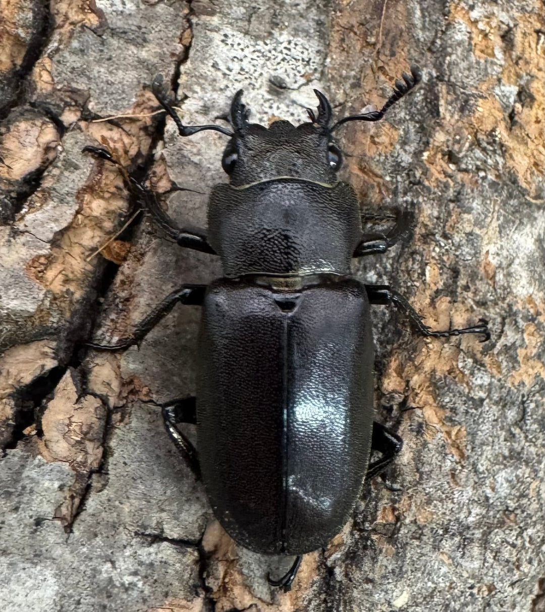 【WD】《メタリフェルホソアカ亜種finae 87mm ペア》