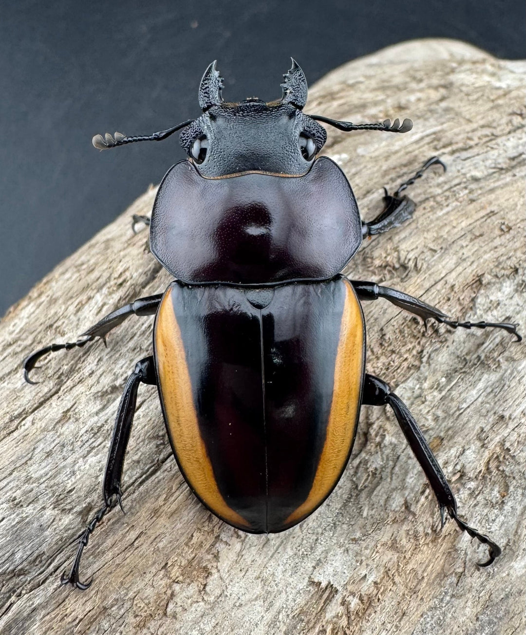 【WD】《スチーブンスツヤ亜種duivenbodei 大歯 67.5mm ペア》