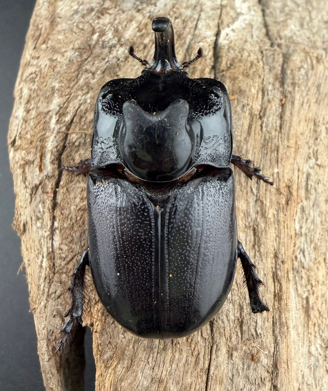 【WD】《マルタバンメンガタカブト 61mm A'品ペア》