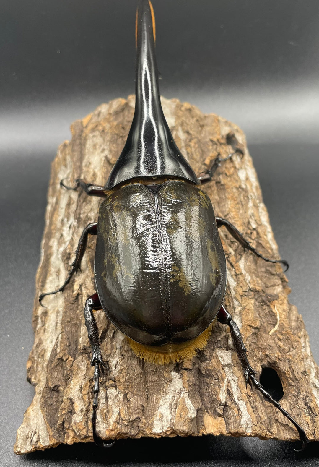 即ブリ《ヘラクレス・ヘラクレス 158mm ペア》