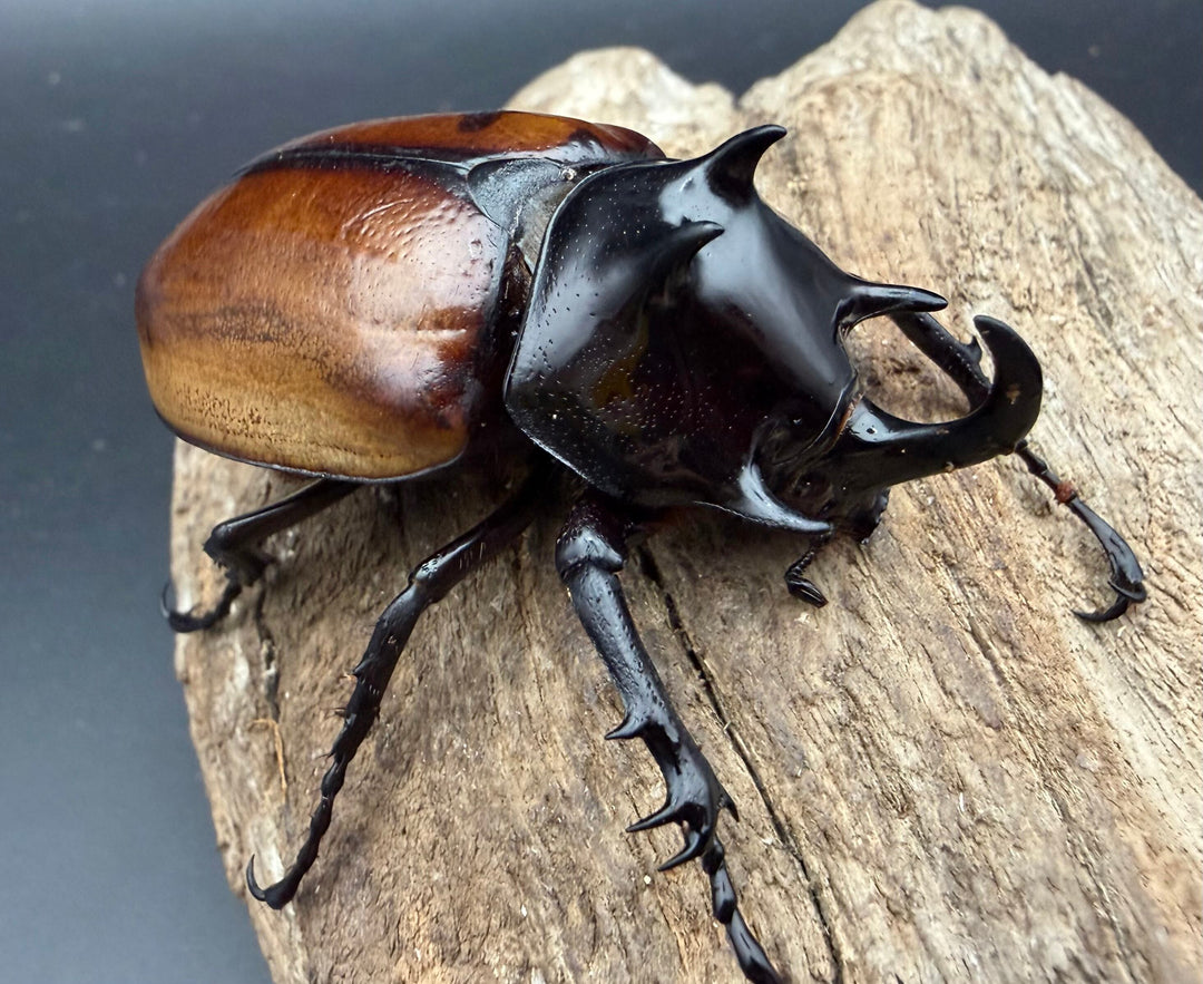 《ハードウィッケイゴホンツノカブト 雲南省産 黄色タイプ 60.5mm A'品ペア》