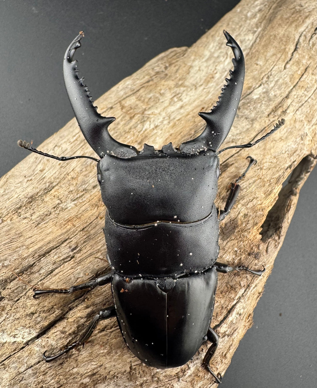 【WD】《パラワンオオヒラタ ガントン産 91mm ペア》