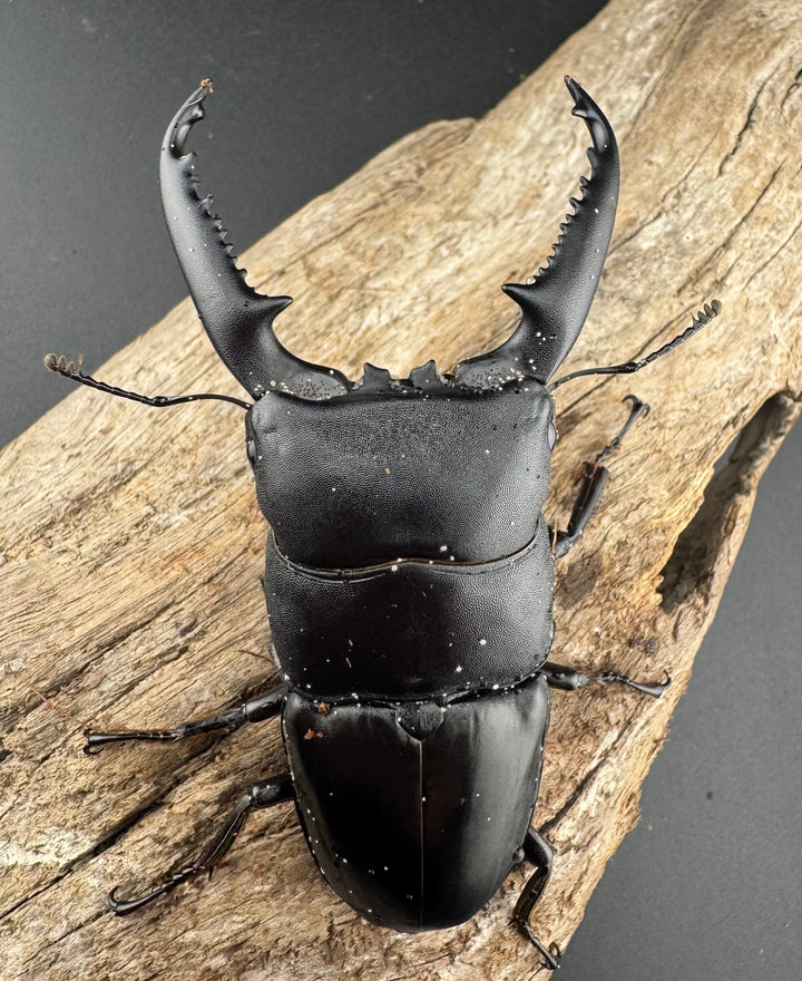 【WD】《パラワンオオヒラタ ガントン産 91mm ペア》