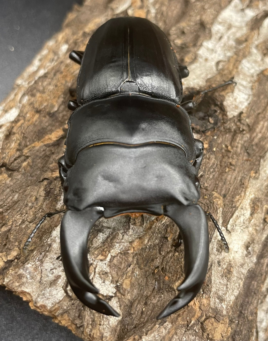 《ホペイオオクワガタ G70血統 74mm ペア》