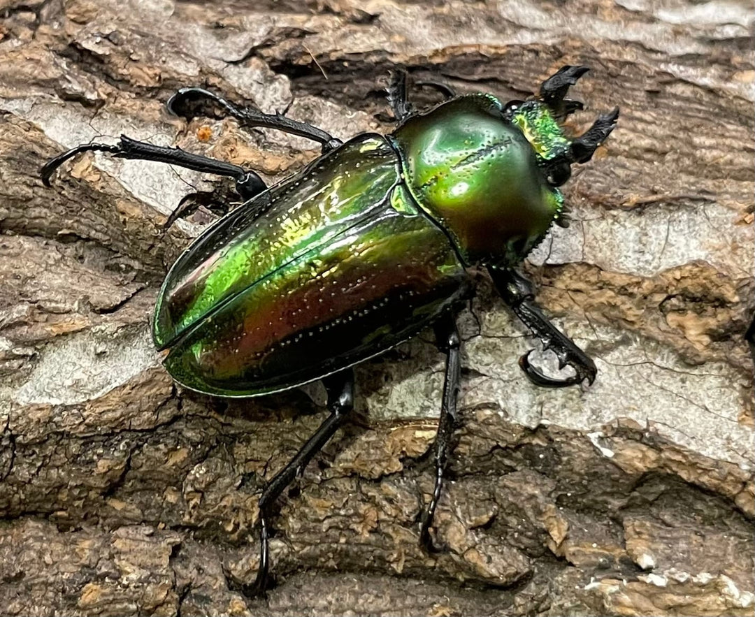 《ニジイロクワガタ Free ♂♀♀トリオ》