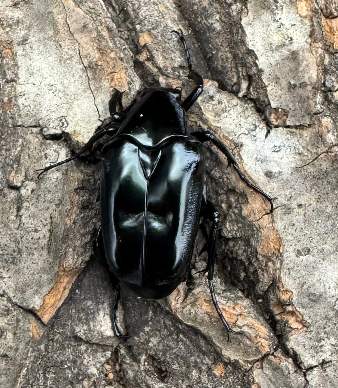 《クロツヤトゲアシハナムグリ ペア》