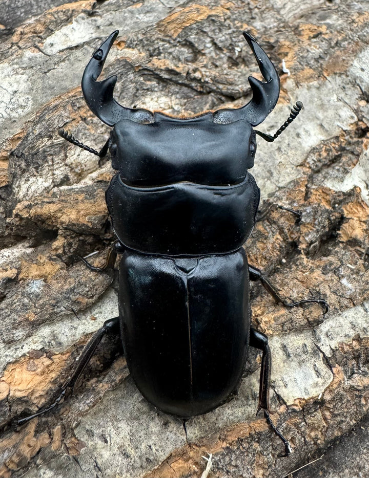 《マレーアンタエウス ゲンティンハイランド産 63.5mm ペア》