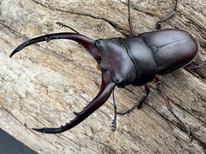 【WD】《グラキリスノコギリヒラタクワガタ 52mm ペア》