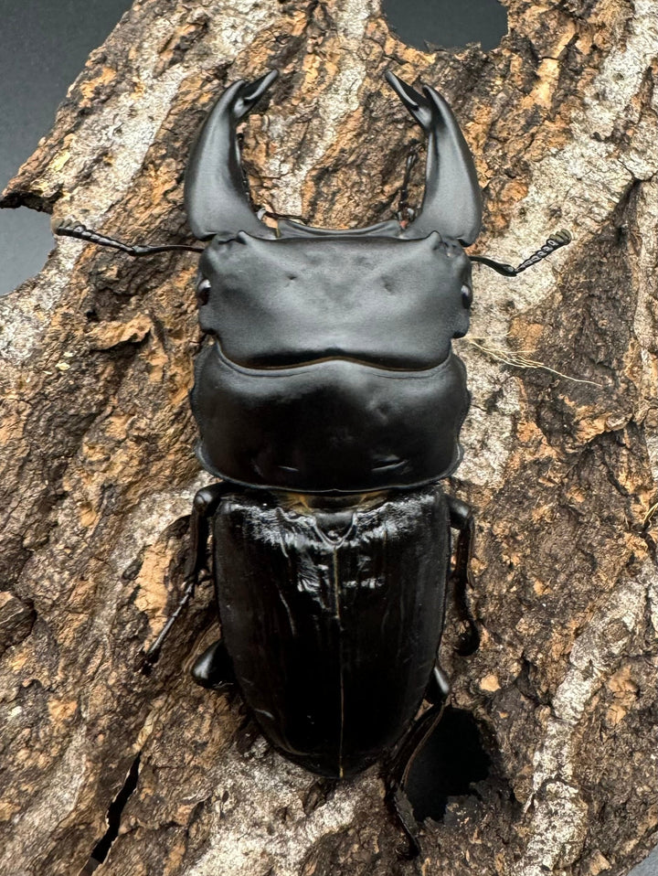 《ホペイオオクワ M74 71mm ペア》