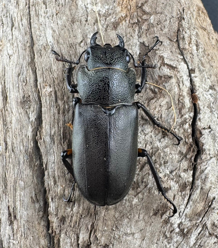 《エラフスホソアカ 55mm ペア》