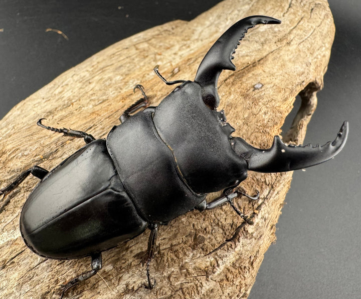 【WD】《ベトナムヒラタ ラオス産 78mm ペア》