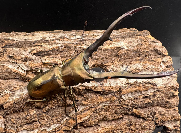 【WD】《メタリフェルホソアカ 81.5mm ペア》