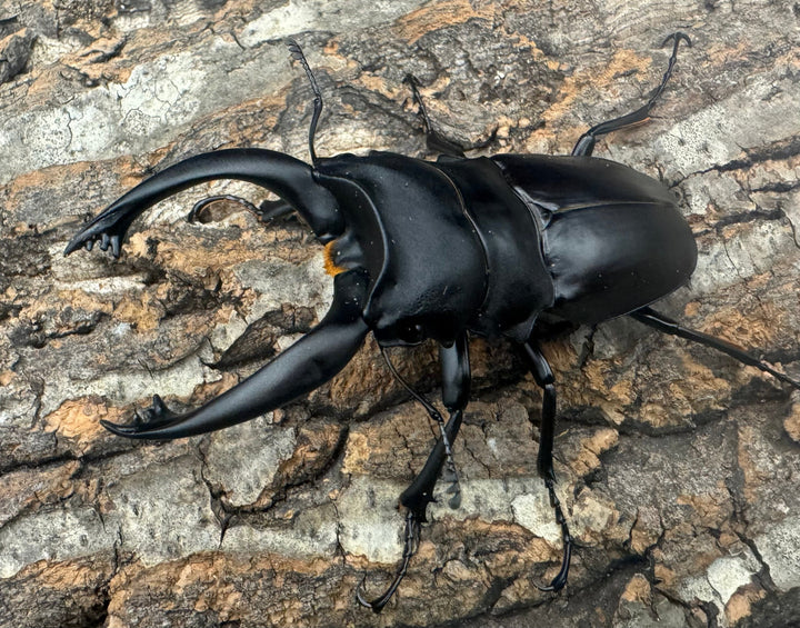 【WD】大歯《アルケスツヤクワガタ 90mm ペア》