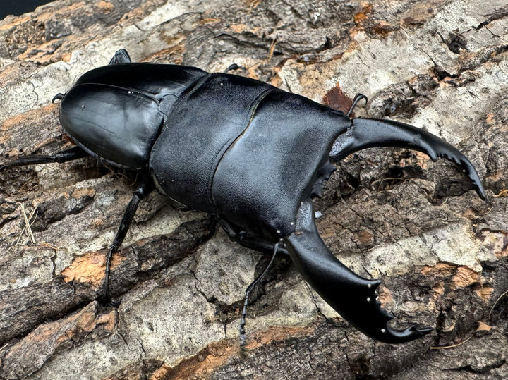 【WD】《北カマリネスヒラタ 83mm ペア》