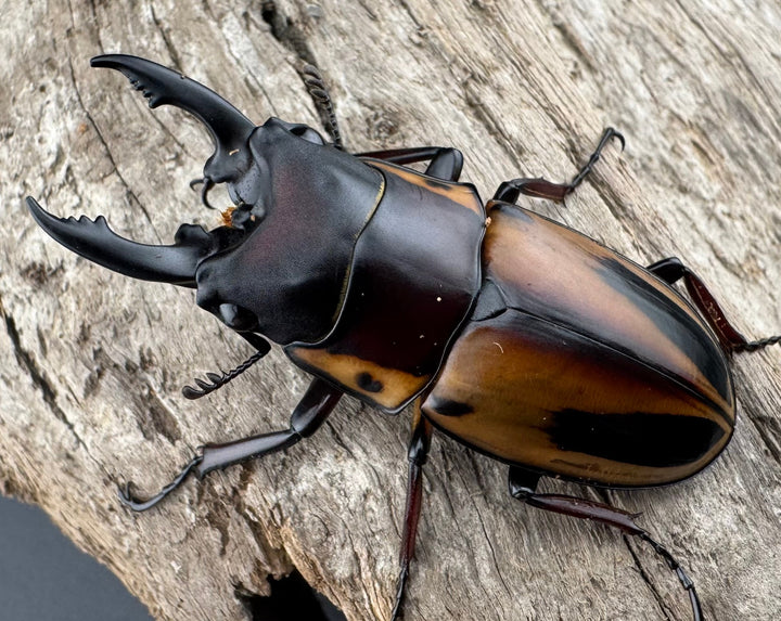 【WD】《ファブリースノコギリ原名亜種 49.5mm A'品ペア》