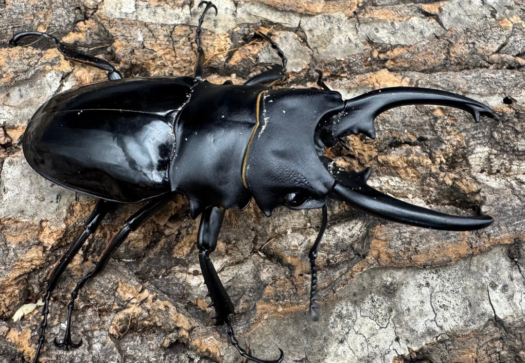 【WD】《ベリコサツヤクワガタ 86mm A’品ペア》