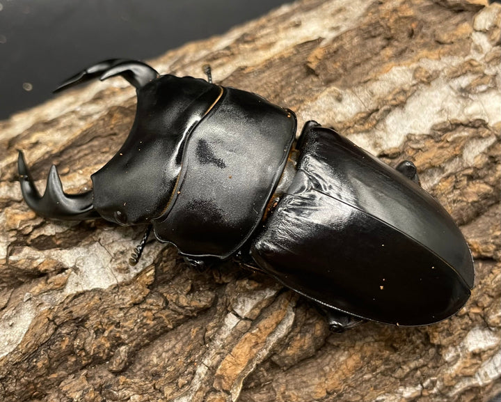 《インドグランディス亜種moriyai Garda95.0血統 83mm ペア》