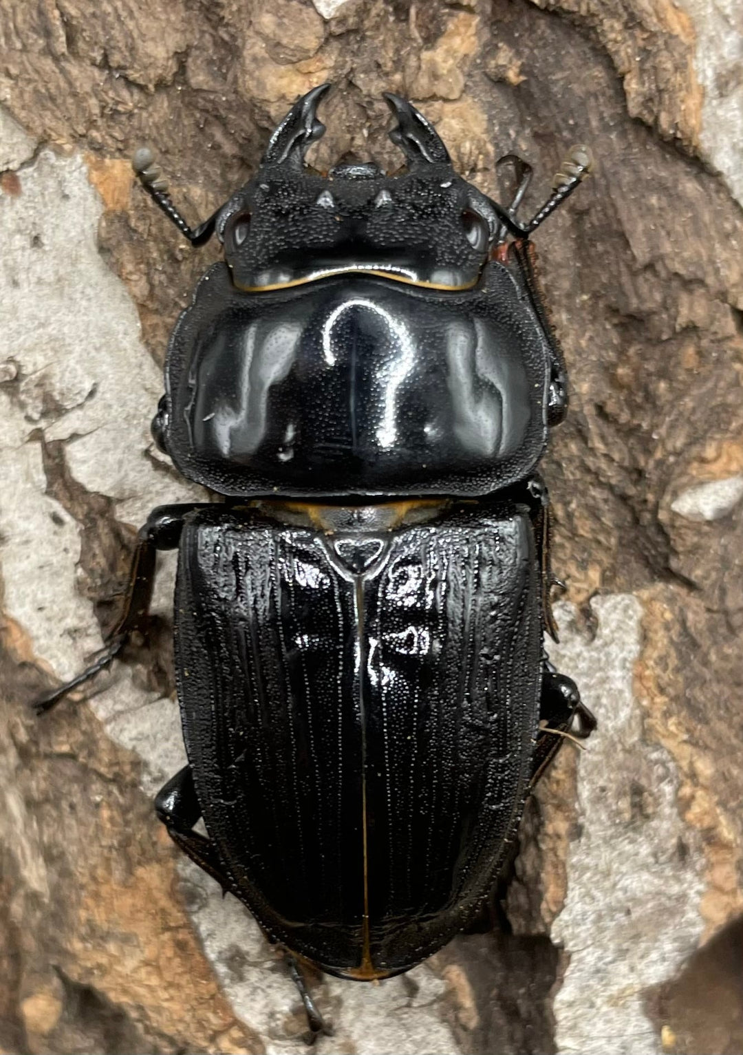 《ホペイオオクワガタ HG血統 75mm ペア》