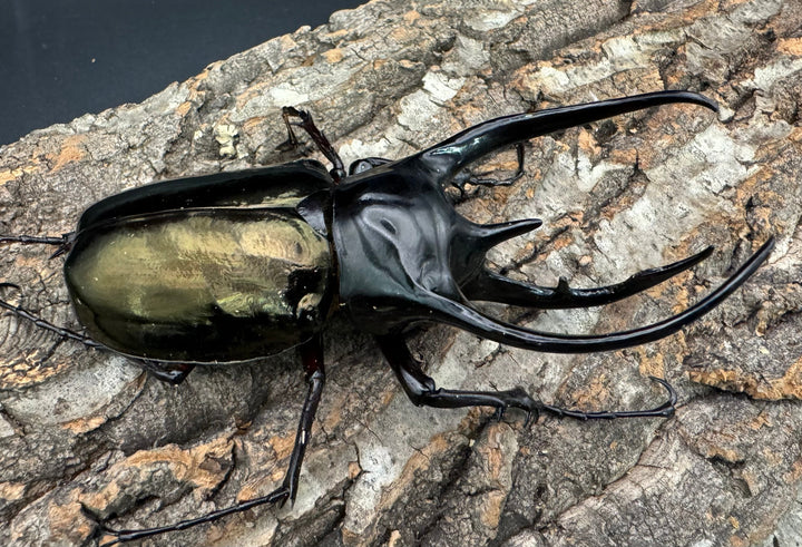 【WD】《ジャワコーカサスオオカブト 113mm A'品ペア》