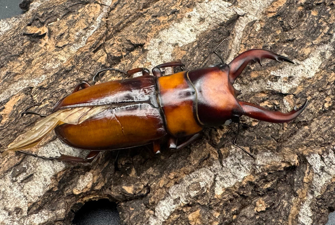 《トカラノコギリクワガタ ホワイトアイ ♀単+おまけB品♂》