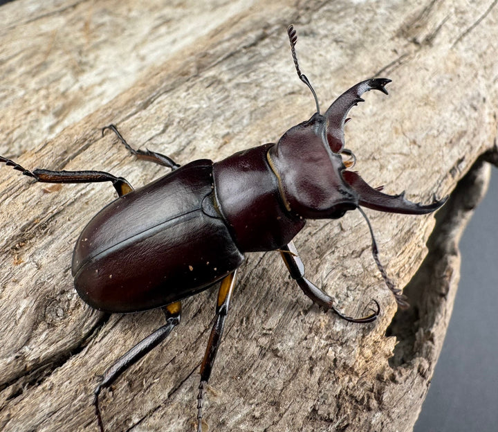 【WD】2021年新種《モーミヤマクワガタ 32mm ペア》