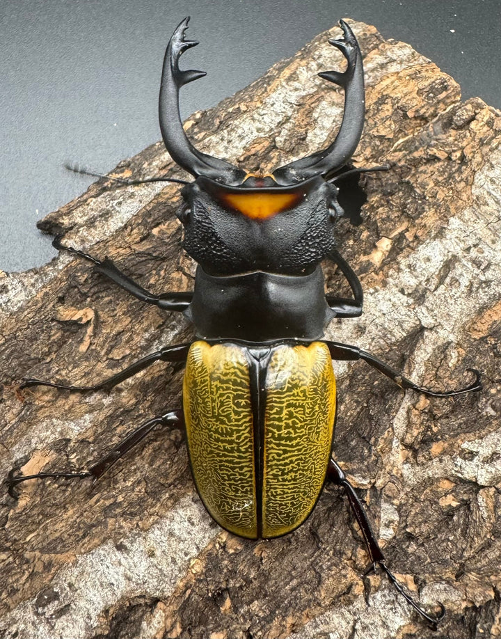 【WD】《スペクタビリスツヤクワガタ 76mm ペア》