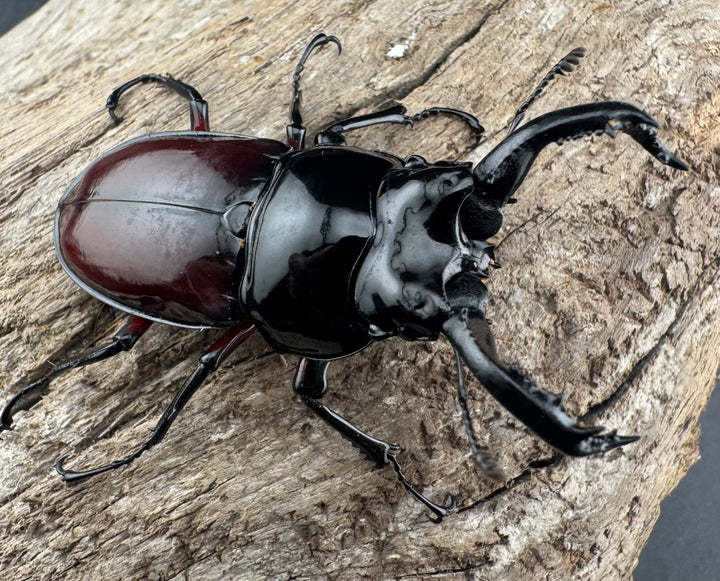 【WD】《オーベルチュールクロツヤシカ 51mm ペア》