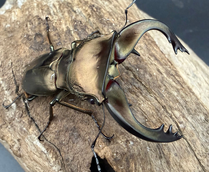 《スぺキオススホソアカ ベララベラ産 56mm ♂♀♀トリオ》