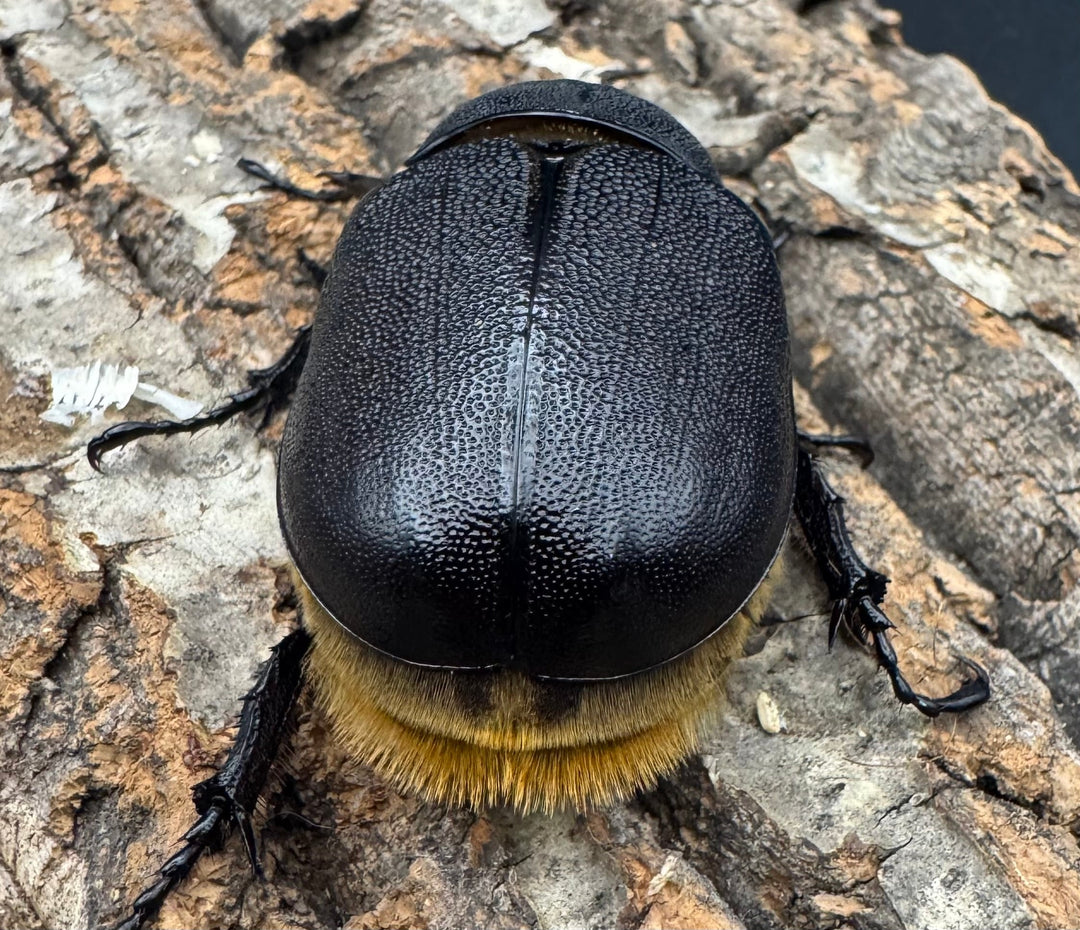 即ブリ《サタンオオカブト 80mm ペア》