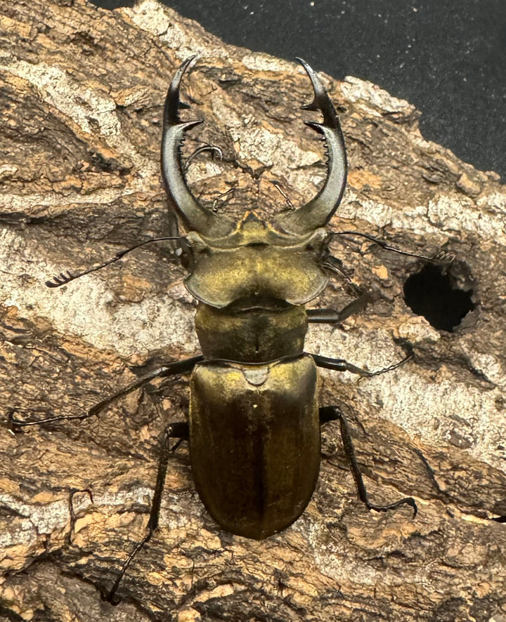 【WD】《ノビリスミヤマ 60mm ペア》①