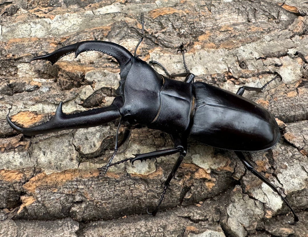 【WD】《マンディブラリスフタマタ 98.5mm ペア》