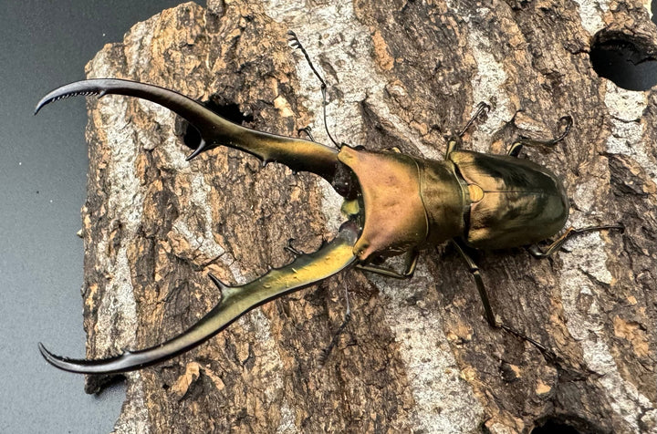 【WD】《メタリフェルホソアカ 81mm ペア》