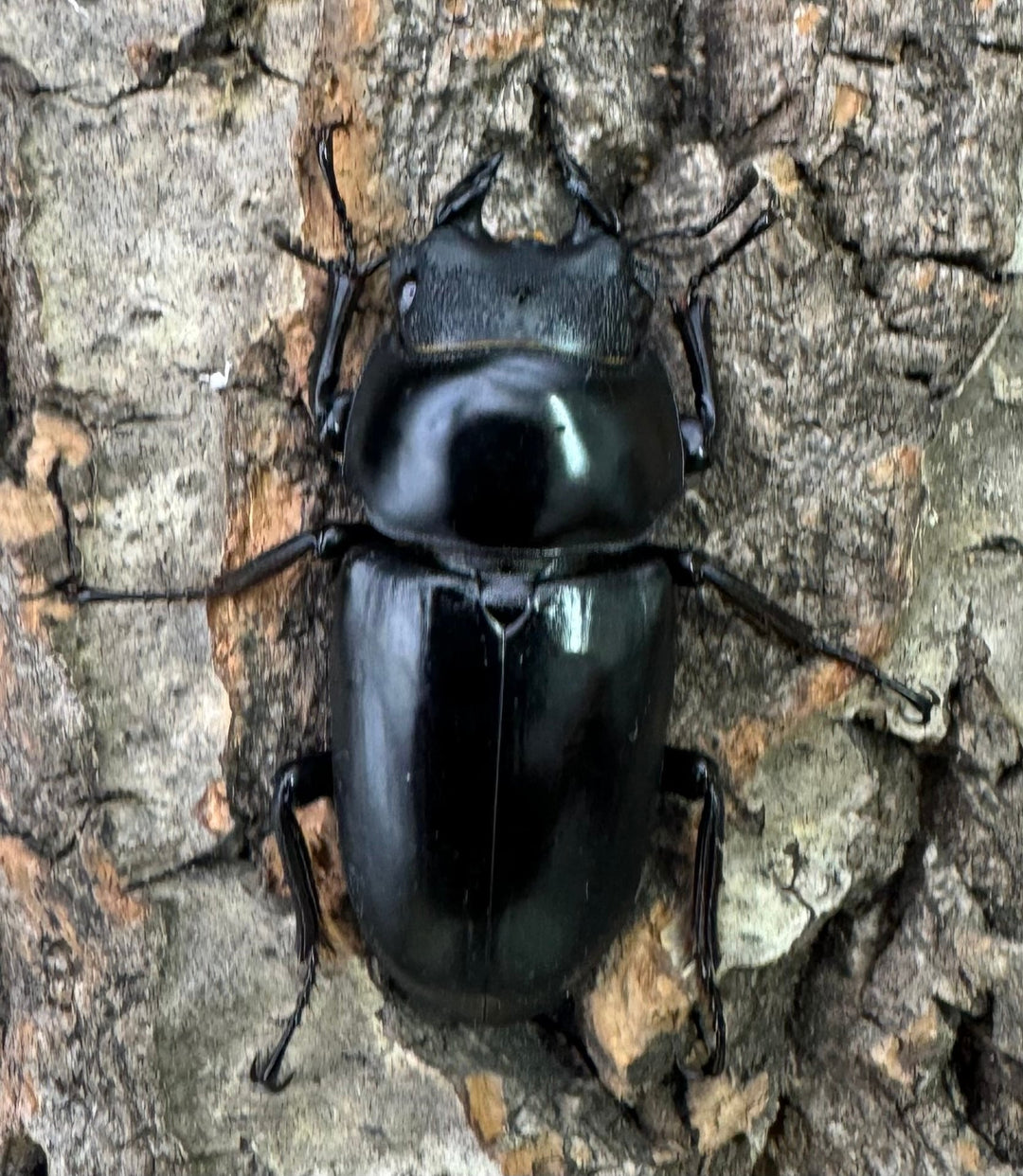 【WD】《ネパレンシス ssp. チベット産 58.5mm ♂♀♀トリオ》