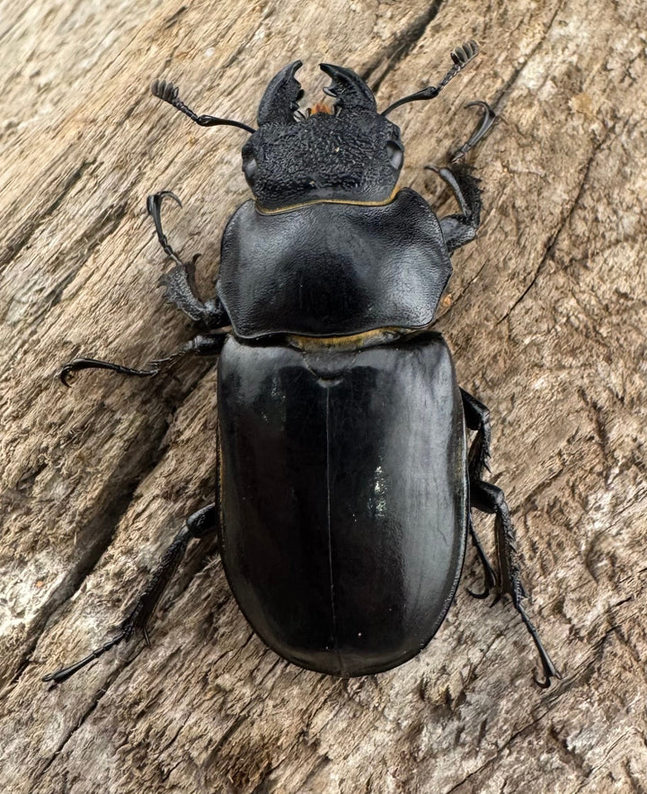 【WD】《チェンミヤマ メトク産 38mm ♀単》