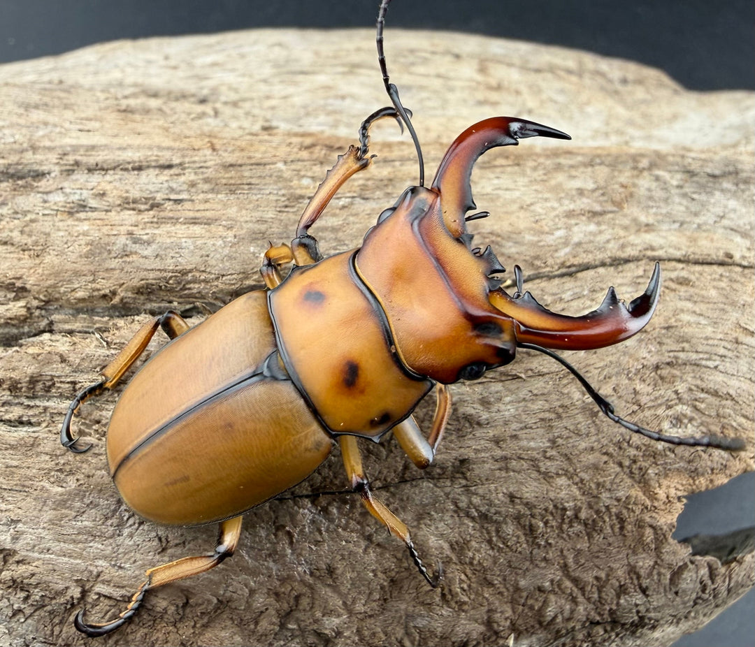 【WF1】《グラディアトールメンガタクワガタ 43.5mm ペア》